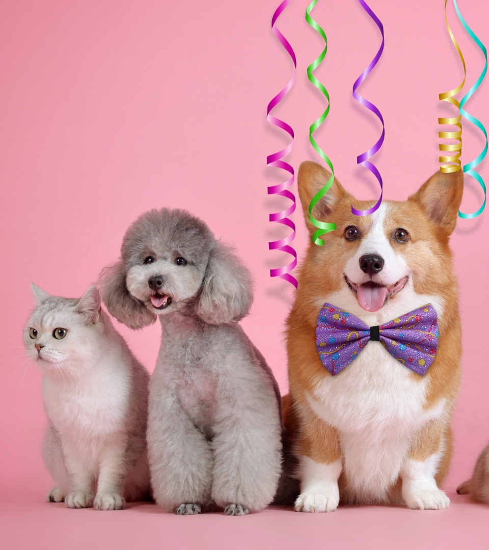 O Seguro de Saúde para Cães e Gatos garante proteção contra despesas inesperadas com o seu animal de companhia. Inclui consultas de rotina, exames, cirurgias e internamentos, bem como cobertura em caso de acidente ou doença.  Além disso, pode abranger indemnizações por responsabilidade civil, assegurando danos causados a terceiros pelo seu animal.  Uma solução prática e acessível que ajuda a cuidar da saúde e bem-estar do seu cão ou gato, evitando surpresas financeiras e garantindo-lhe o melhor acompanhamen